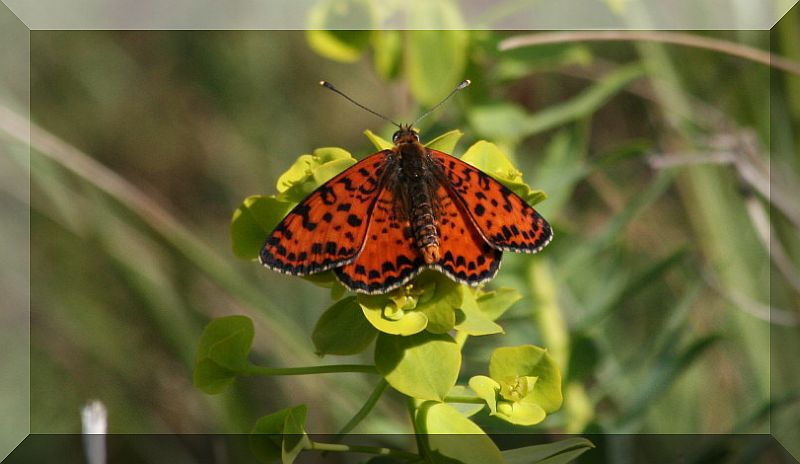 da determinare - Melitaea didyma (maschio)